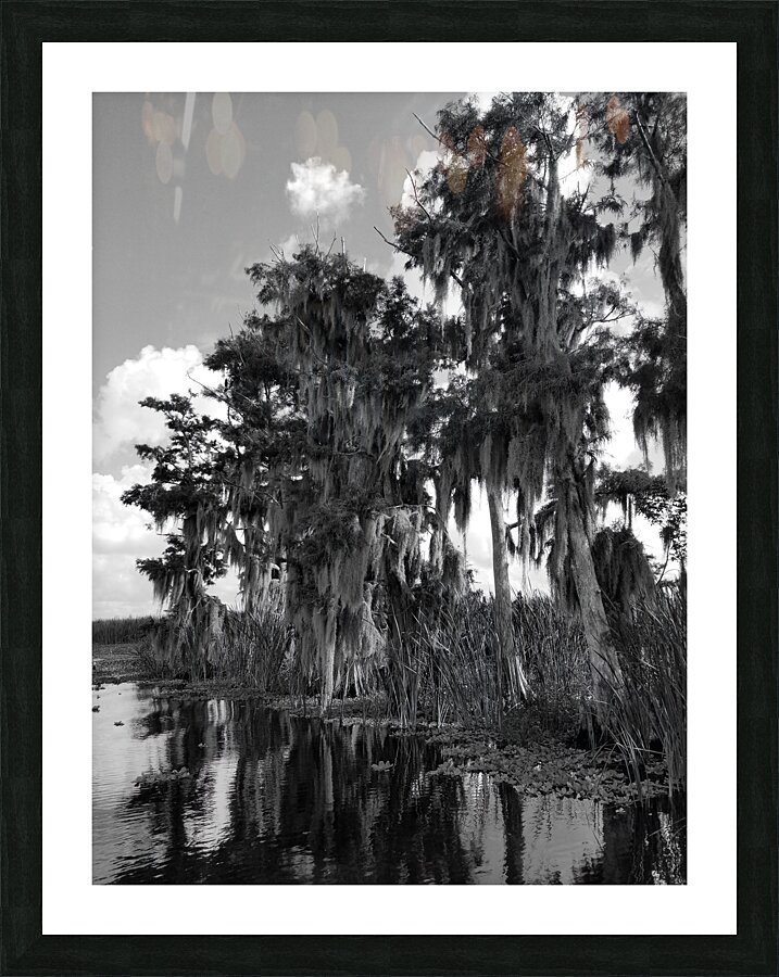 Florida Bald Cypress Picture Frame print