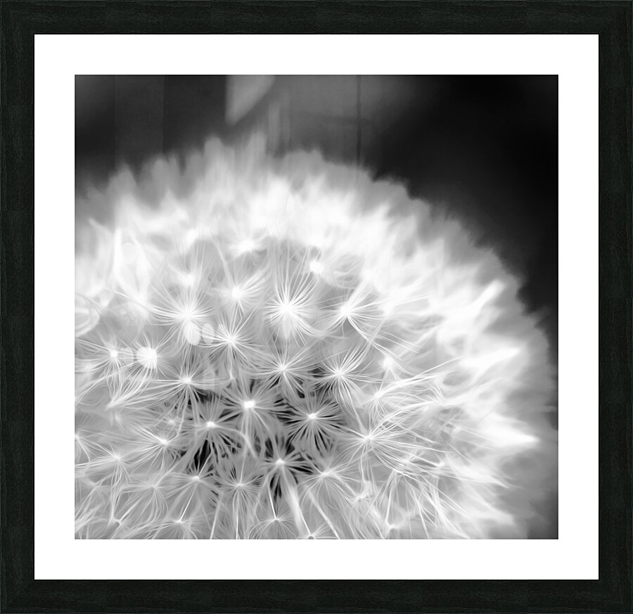 Dandelion Fluff Picture Frame print