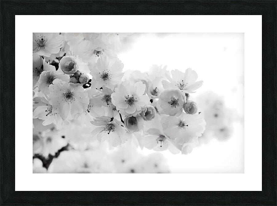 Delicate Cherry Blossoms Picture Frame print