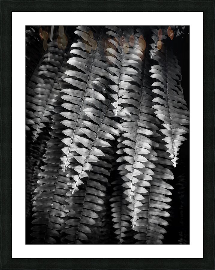 Fern Fronds Picture Frame print