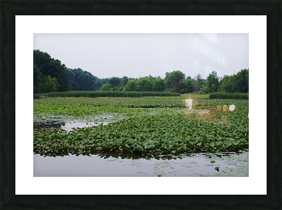 Natural Elevations of Nature at Sheldon Marsh Picture Frame print