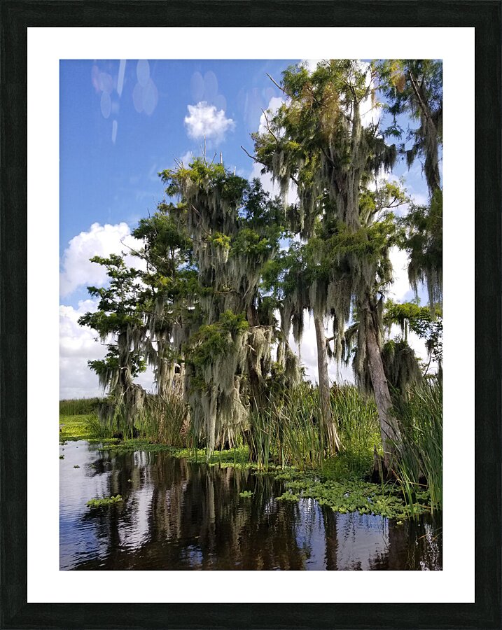 Florida Bald Cypress Trees  Impression encadrée