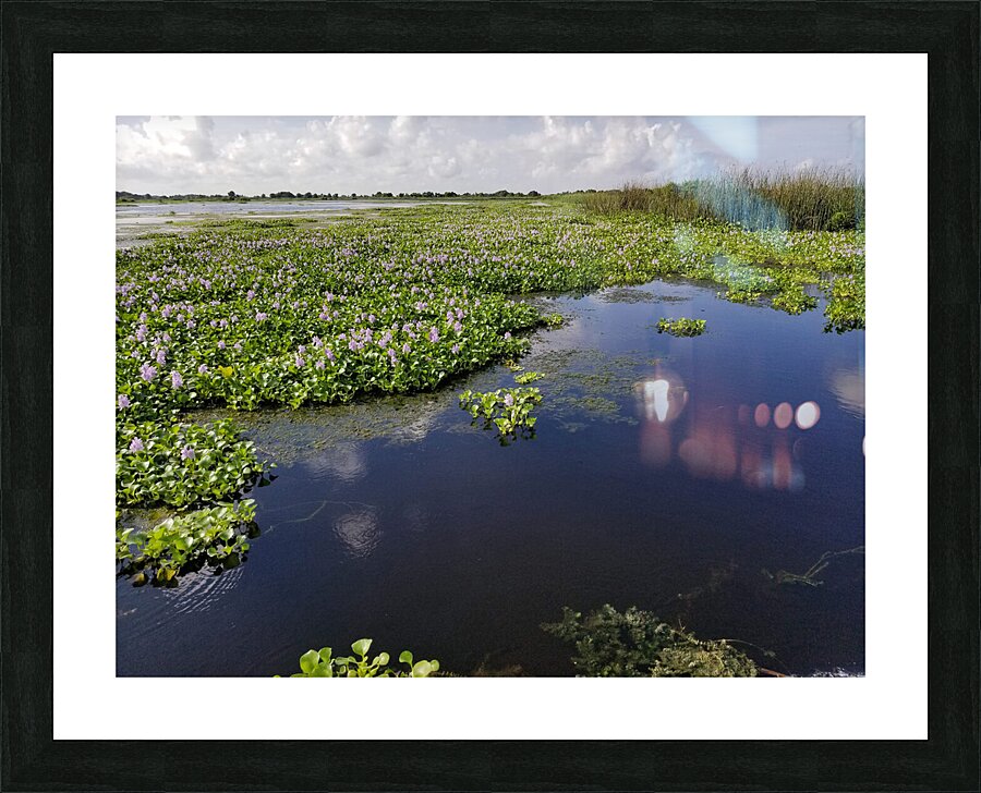 Blue Cypress Lake Picture Frame print