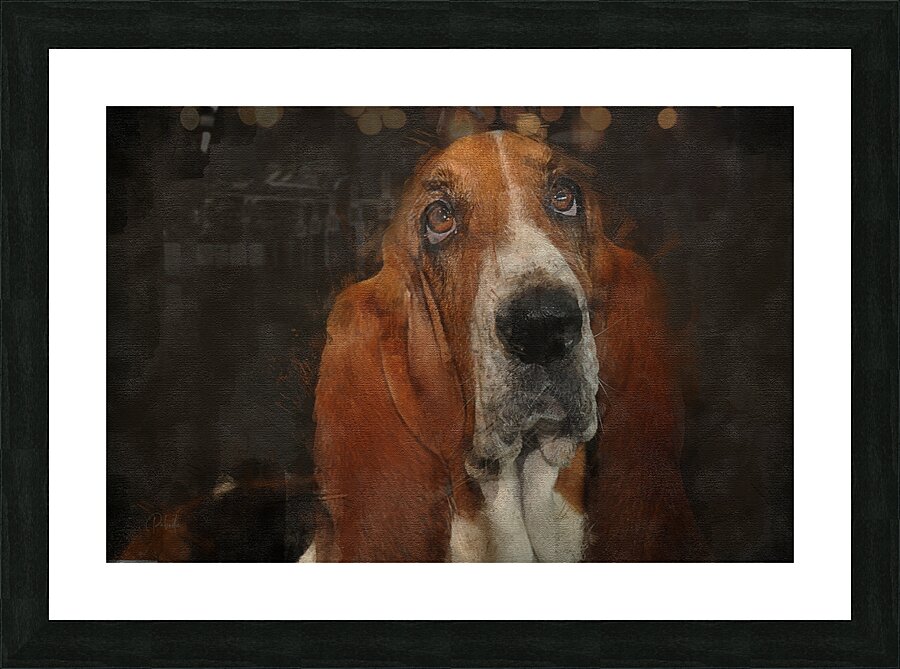 Basset Hound Portrait Picture Frame print