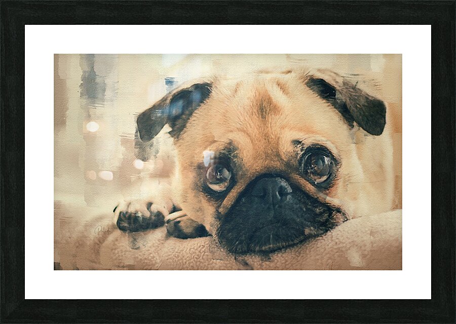 Pug Puppy Portrait Picture Frame print