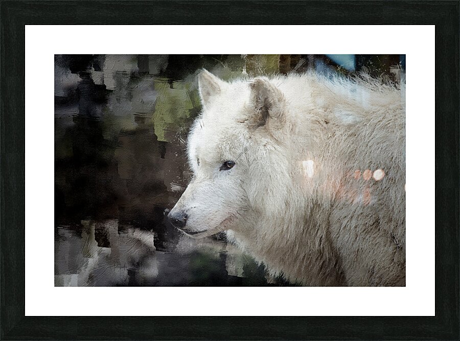The White Wolf Picture Frame print