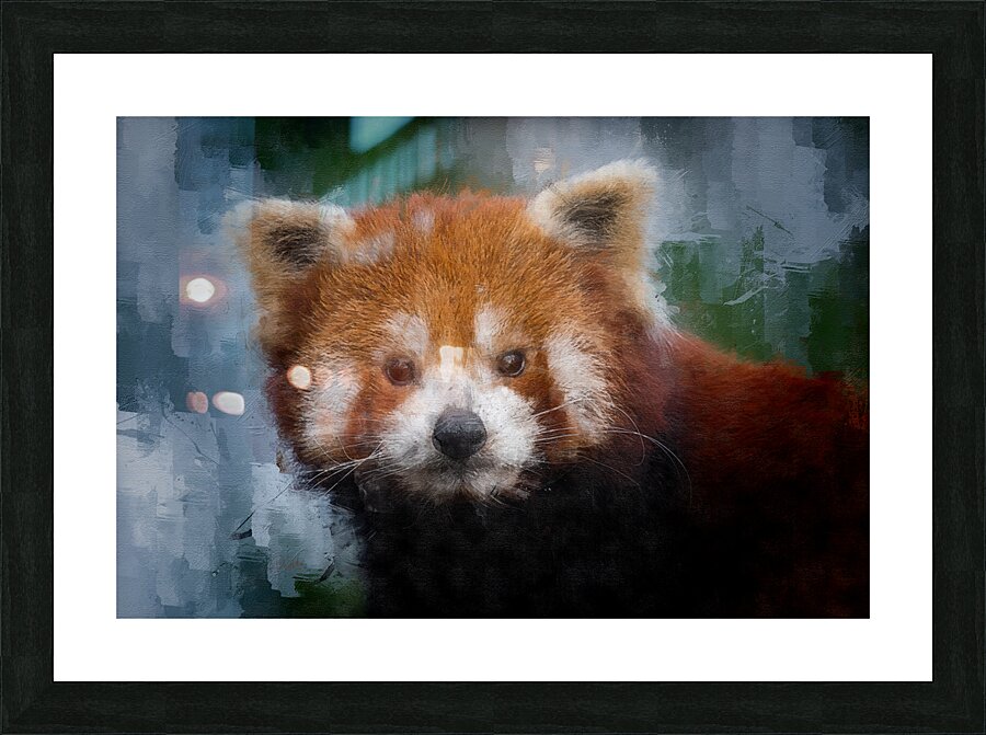 Red Panda Portrait Picture Frame print