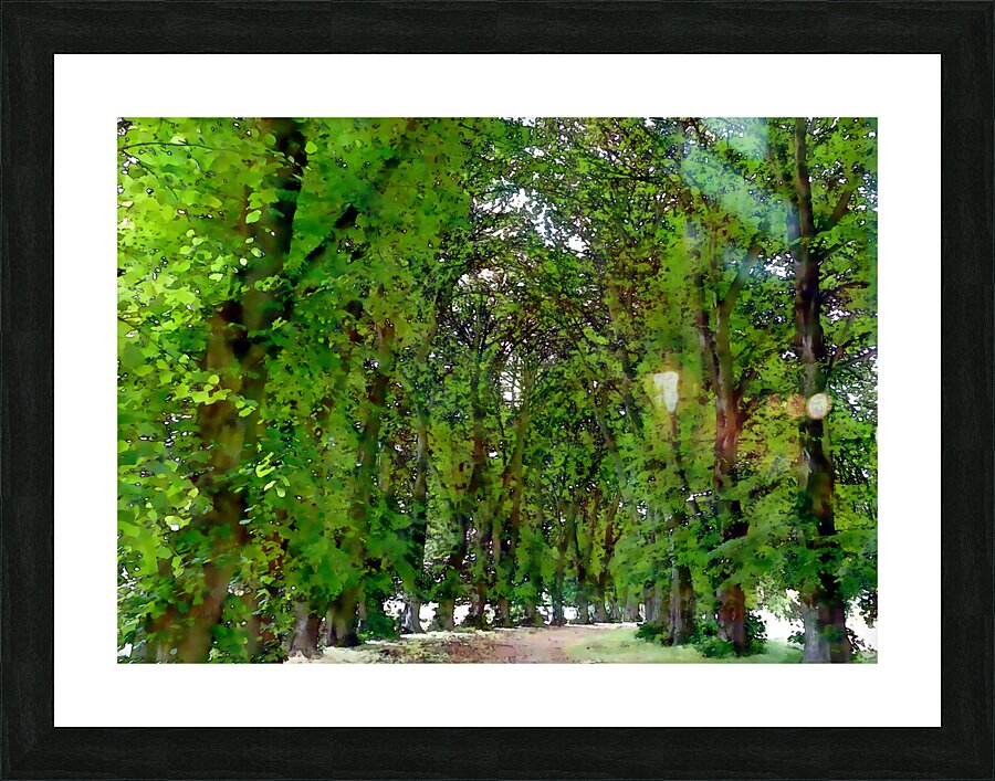 Canopy of Trees Trail Picture Frame print