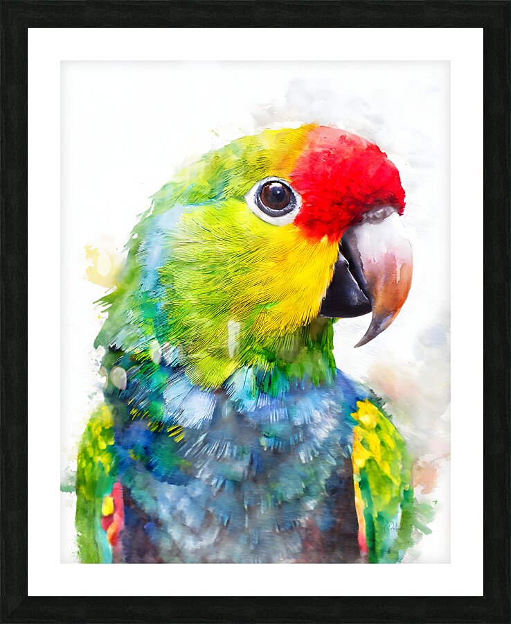 Electus Parrot Watercolor  Framed Print Print