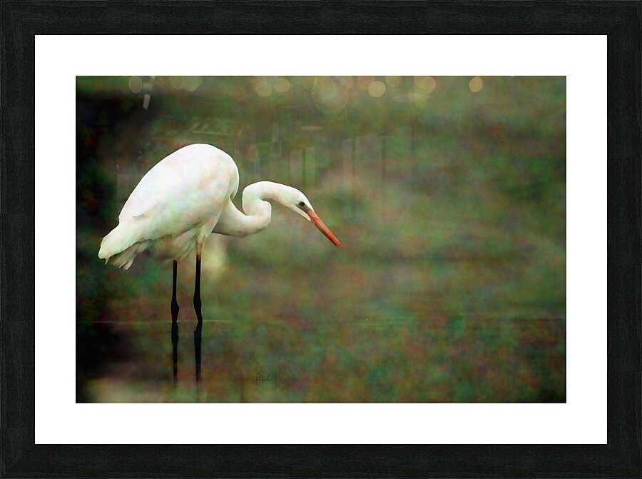 Egret Picture Frame print