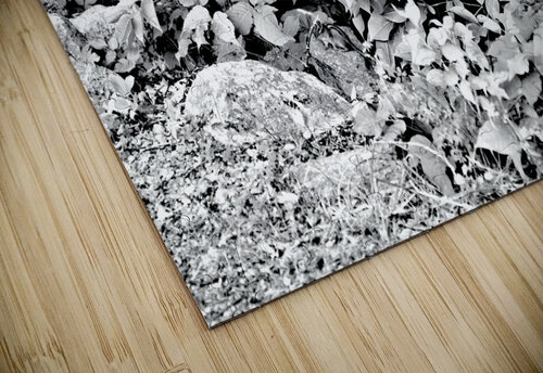 Find The Chippie Pabodie Art puzzle