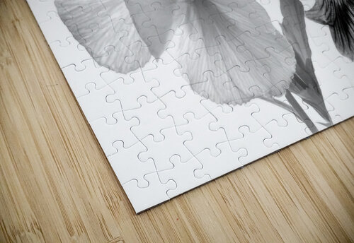 Spring Pansies in Black and White Pabodie Art puzzle