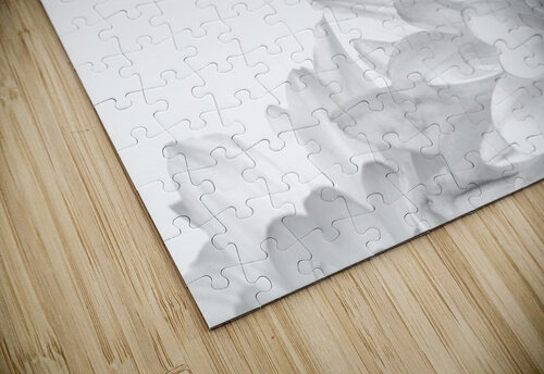 Chrysanthemum in Black & White Pabodie Art puzzle