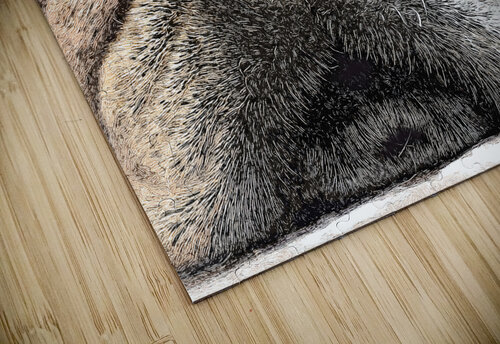 Fig The Miniature French Bulldog Pabodie Art puzzle