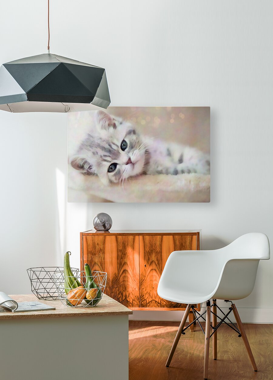 Kitty Cat Snuggling In  HD Metal print with Floating Frame on Back