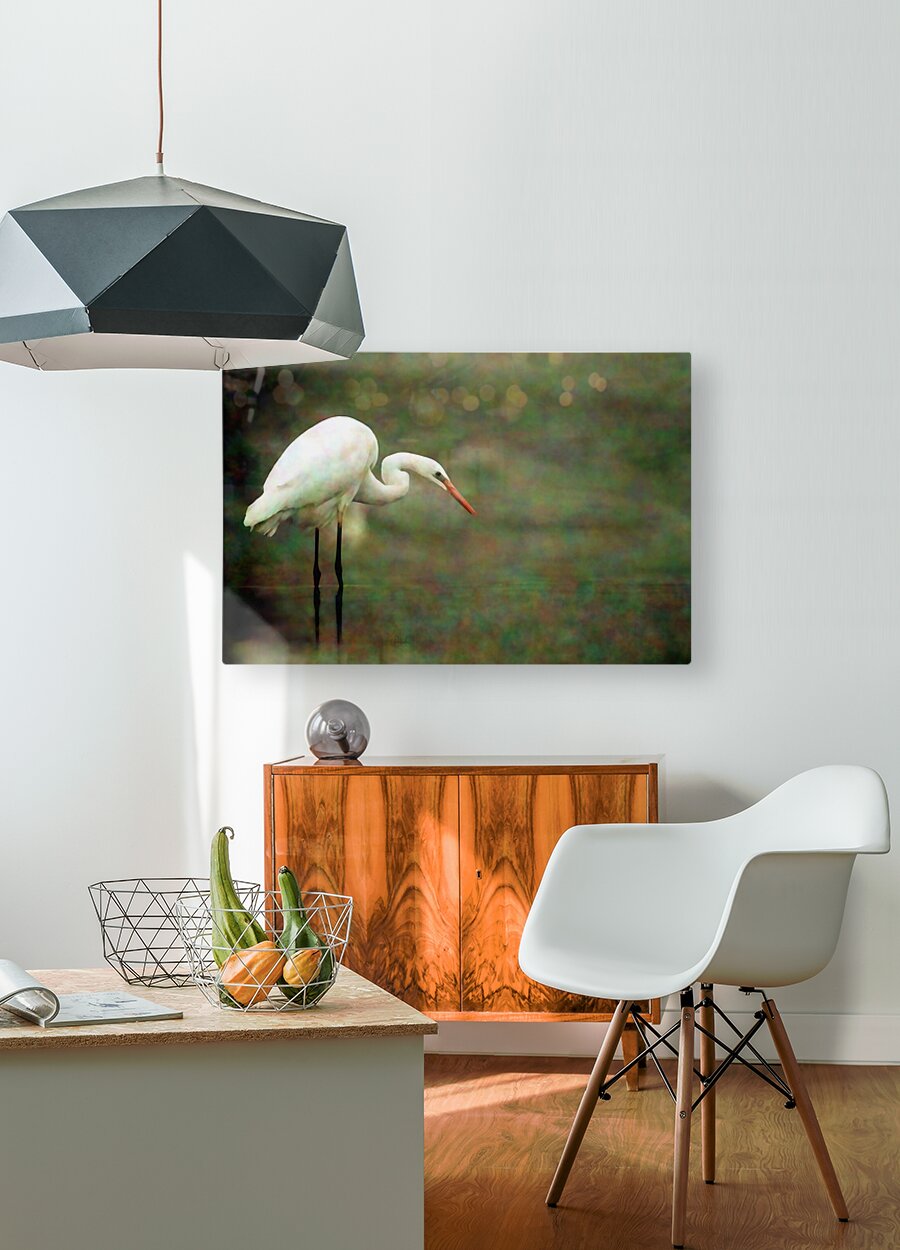 Egret  HD Metal print with Floating Frame on Back