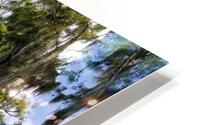 Florida Bald Cypress Trees Impression metal HD