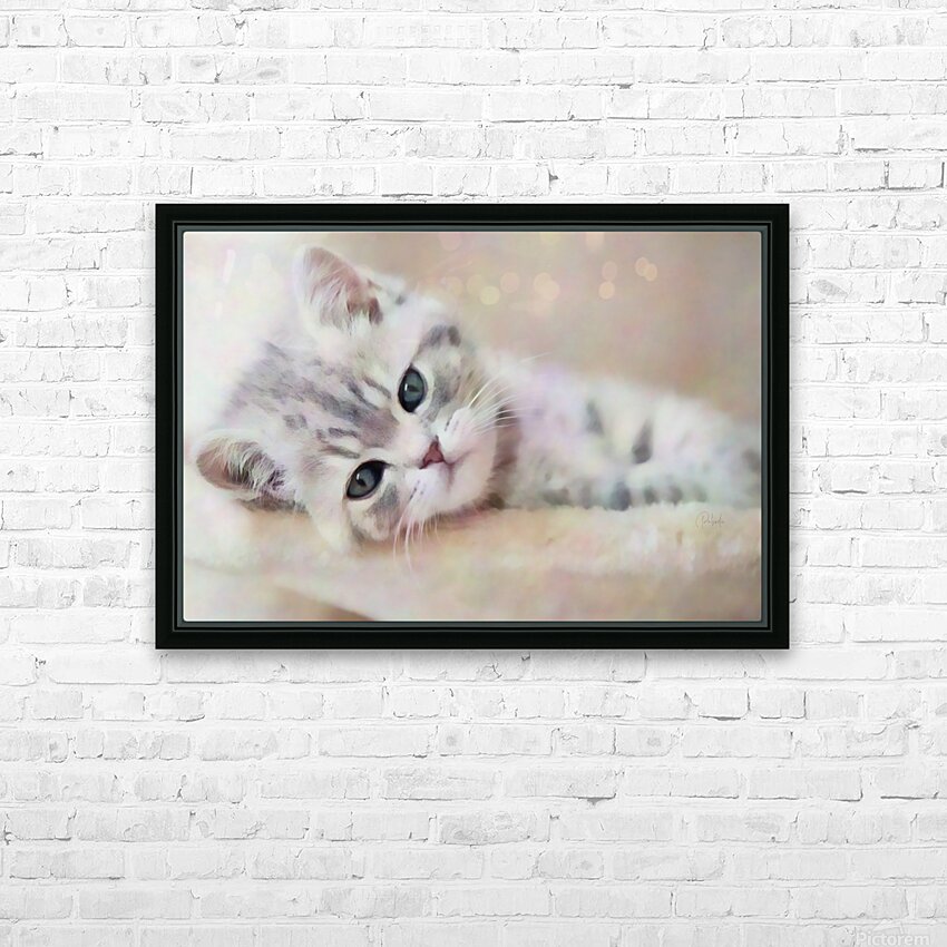 Kitty Cat Snuggling In HD Sublimation Metal print with Decorating Float Frame (BOX)