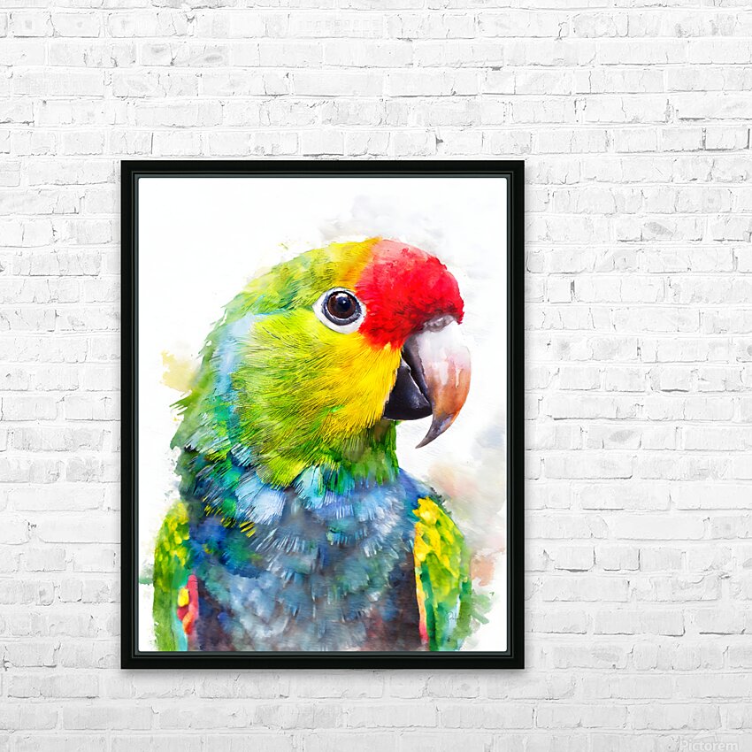 Electus Parrot Watercolor HD Sublimation Metal print with Decorating Float Frame (BOX)