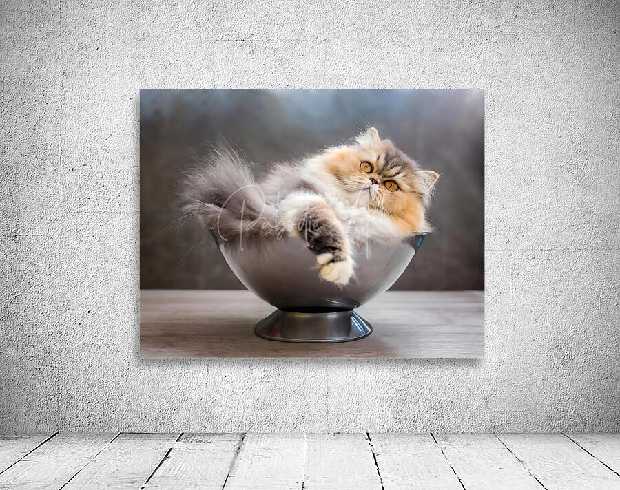 Just Getting Comfy Wall Preview