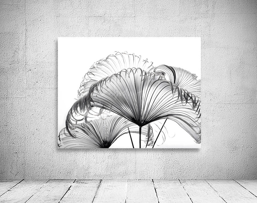 Ribbon Fan Palm Leaves Wall Preview
