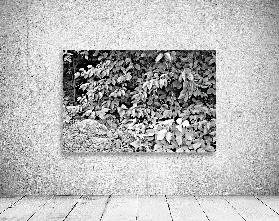 Find The Chippie Wall Preview