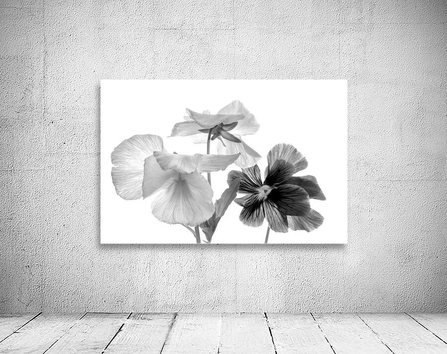 Spring Pansies in Black and White Wall Preview