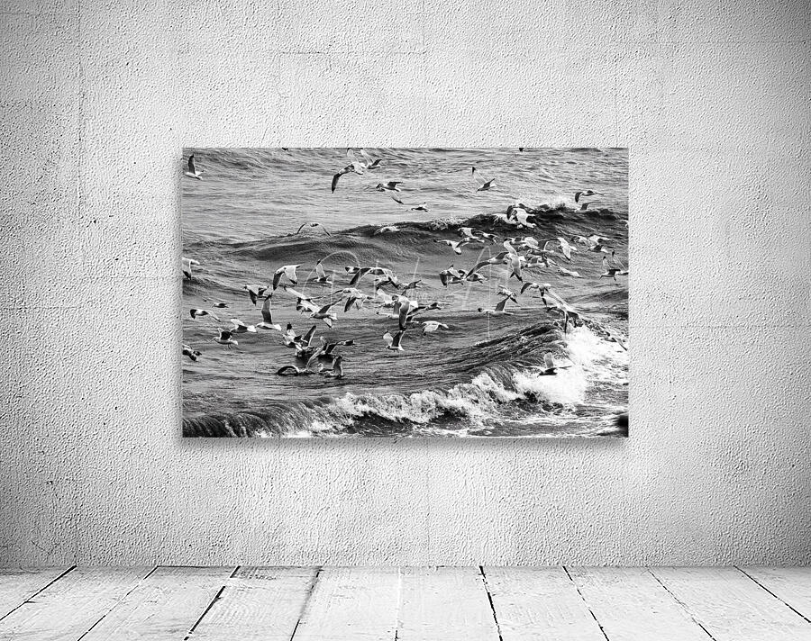 Morning Gulls Wall Preview