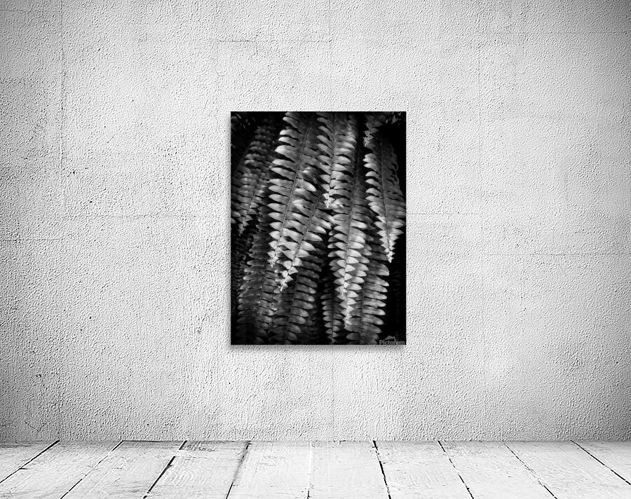 Fern Fronds Wall Preview
