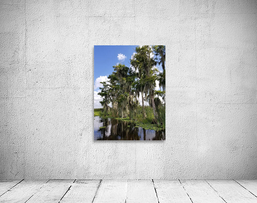 Florida Bald Cypress Trees Wall Preview