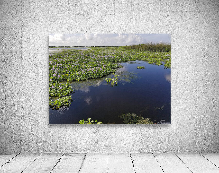 Blue Cypress Lake Wall Preview