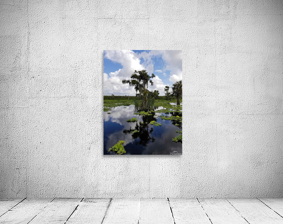 Osprey Reflections Wall Preview