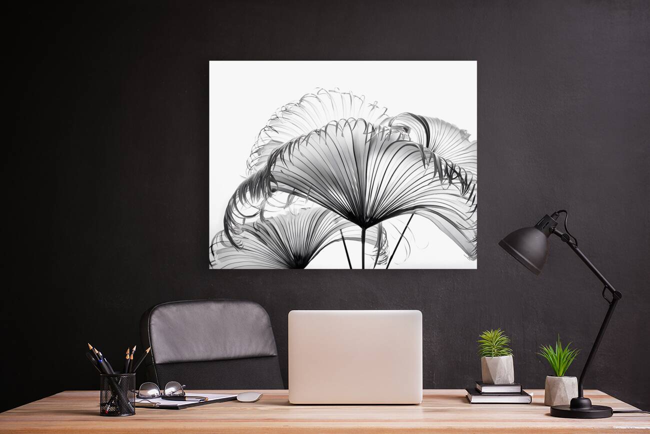 Ribbon Fan Palm Leaves Reproduction